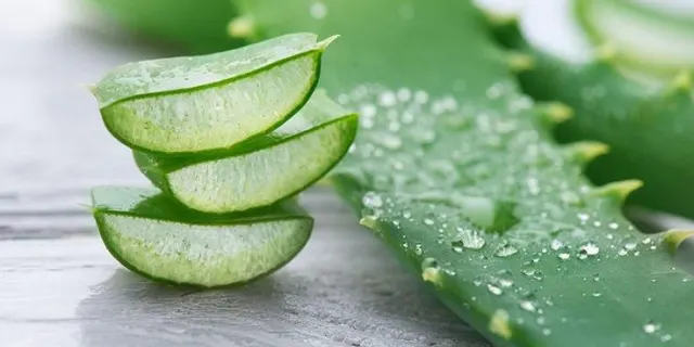 Life Hack: Gel Lidah Buaya sebagai Multi-Purpose Hair Product